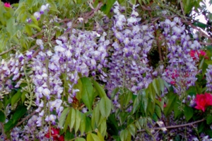 Wisteria "Blue moon"